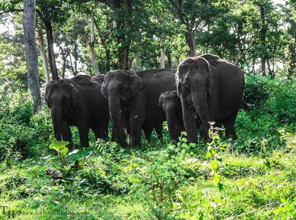 Mudumalai Wildlife