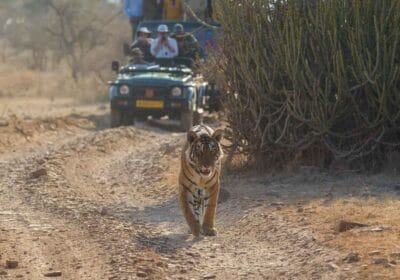 Ranthambore Tiger Safari