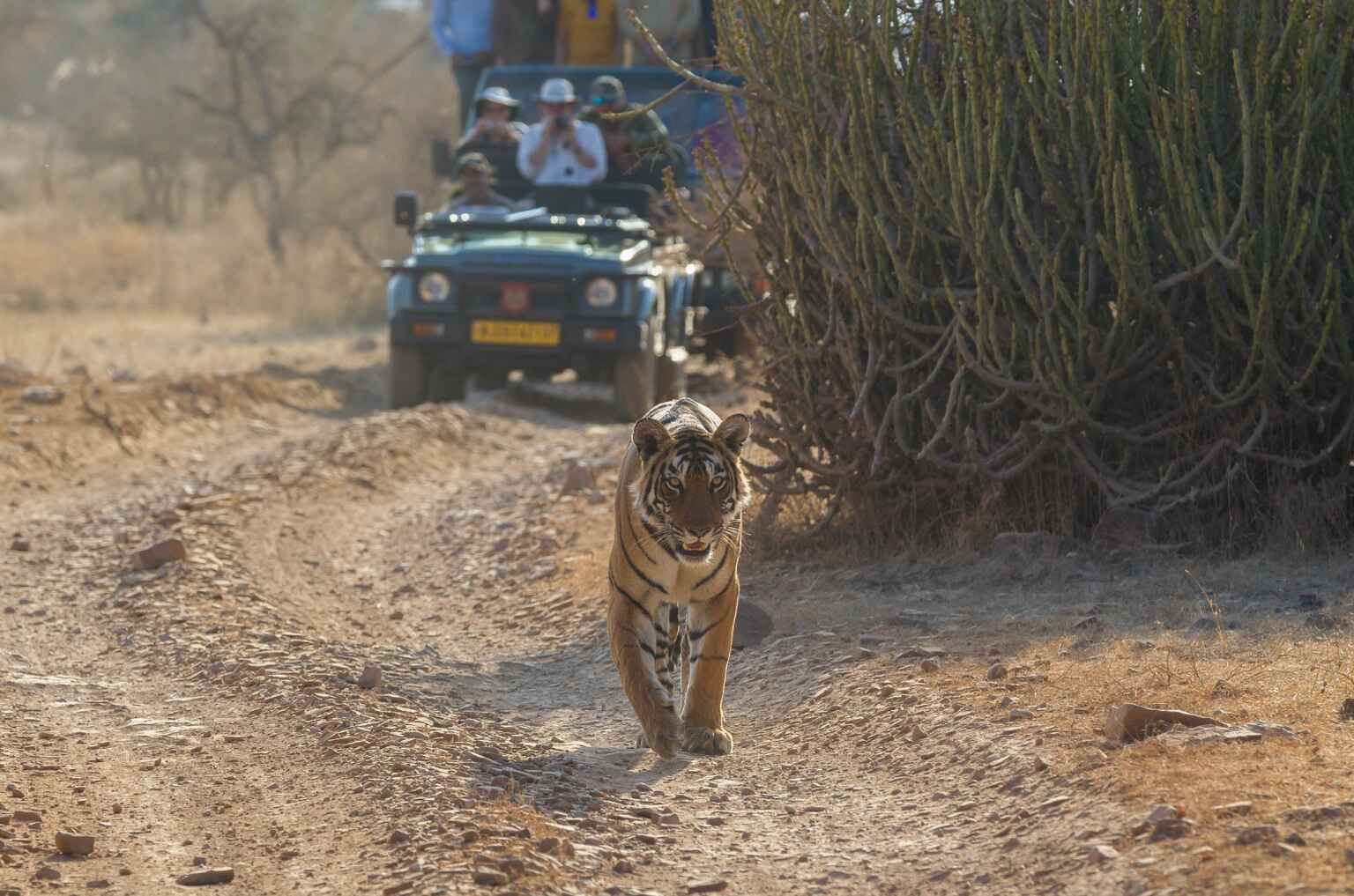 Ranthambore Tiger Safari