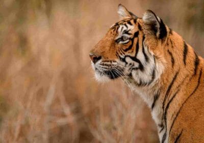 Golden Triangle Ranthambore Tour