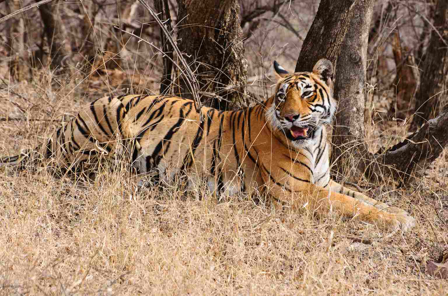 Ranthambore