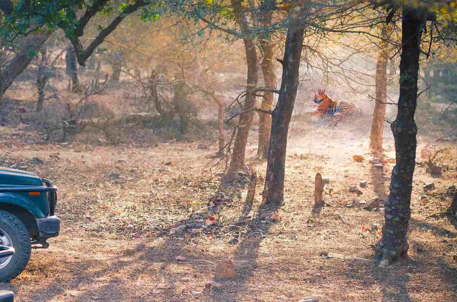 Bengal Tiger In The Golden Morning Light In Ranthambore