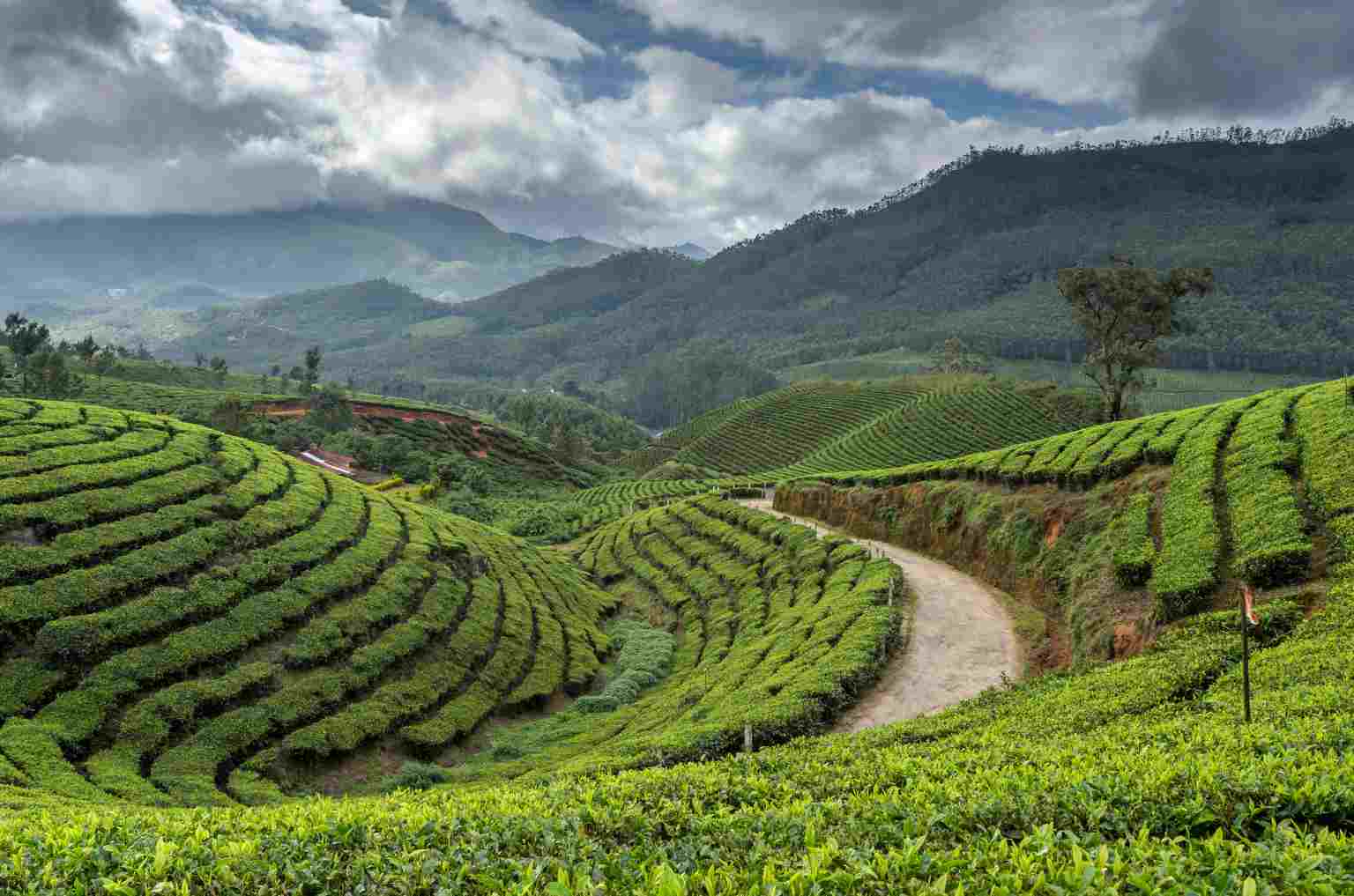 Munnar: Romance Amidst the Tea Gardens