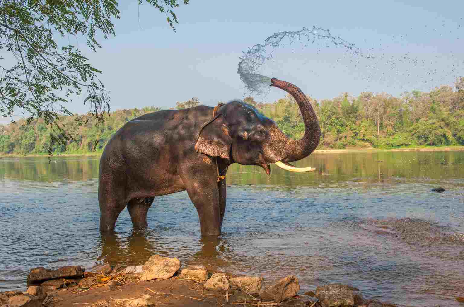 Thekkady: Into the Heart of The Wild