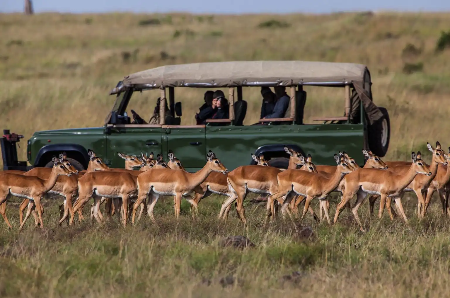 Wildlife Encounters With Compassion